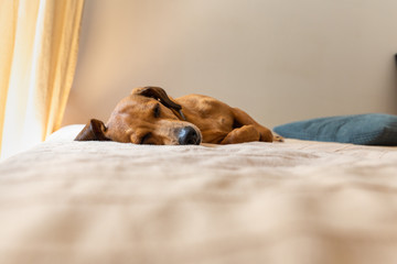 Adorable tired dachshund dog is sleeping on the bed. Red wiener dog cuddle on the bed.
