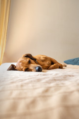 Adorable tired dachshund dog is sleeping on the bed. Red wiener dog cuddle on the bed.