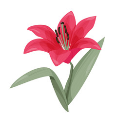 Red lily isolated on white background. Vector realistic illustration.