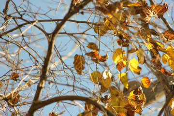 Yellow leafs in the tree and blue sky