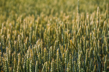 Closeup of green wheat in meadows. 