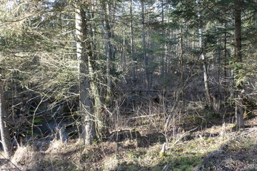 KODAK Digital Still Camera © Dawid