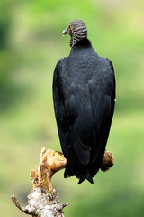 Cathartidae aura coragyps atratus, black vulture in Colombia, South America