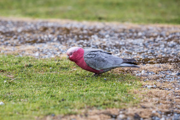 wilder Rosakakadu in Australien
