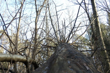 KODAK Digital Still Camera © Dawid