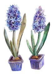 watercolor illustration - deep blue hyacinth flowers