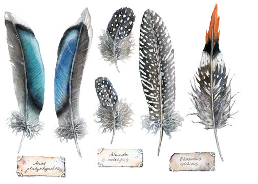 watercolor illustration - feathers of ducks guinea fowl and pheasant