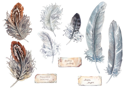 watercolor illustration - feathers of chicken, goose and pheasant