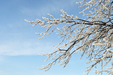 Winter landscape,white snow on brunches tree,