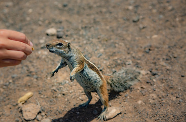 A brown squirrel takes peanuts from the hands of a woman on Matorral Beach. The edge of the beach near the city and the resort of Morro Jable. Fuerteventura.