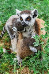 Lemurs sitting in the grass in the city of Athens, Greece. Lemur mother feeds her cub