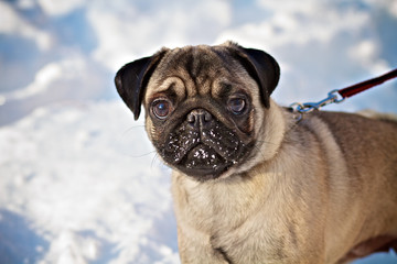 Pug in the snow in the winter for a walk