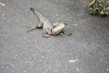 Bartagame im botanischen Garten, Sydney