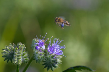 Bee in flight over a blue flower