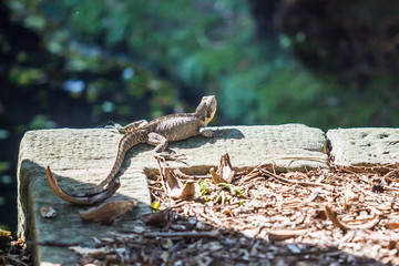 Bartagame im botanischen Garten, Sydney