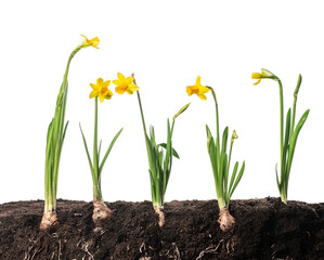 Narcissus flower with roots and soil isolated on white background