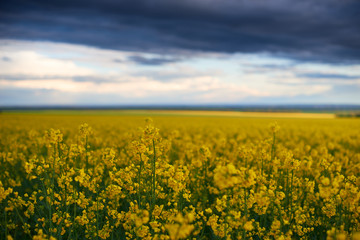 beautiful sunset over yellow flowers rapeseed field, bright springtime landscape, dark sky, clouds and sunlight