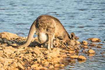 Fototapeta premium Kangaroo mit Junges am Wasserloch