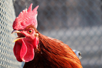 Red rooster singing on the farm, morning concept. Portrait of the cockerel screaming on wire mesh...