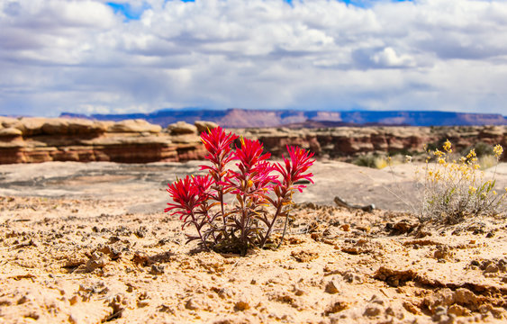 Indian paintbrush against the sky and mountains
