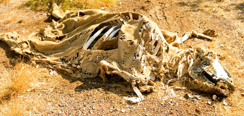 Dead cattle skeleton in the australien outback