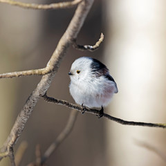The long-tailed tit or long-tailed bushtit (Aegithalos caudatus) a small bird of the family Aegithalidae. 