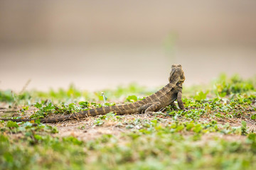 Agame im Kangaroo Valley