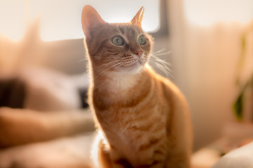 gato atigrado sentado en el sofa, es iluminado por el sol que entra por la ventana
