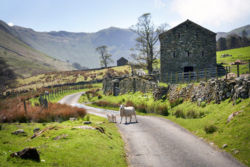 A ewe and their two young lambs a narrow country lane amongst the green grass pastures on a hill farm in the Lake District UK. © Duncan Andison