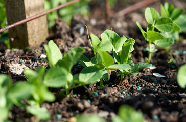Young green pea seedlings, plants, growing in a vegetable garden outside. Front, side view.