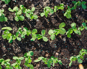 Young green pea seedlings, plants, growing in a vegetable garden outside. To view.