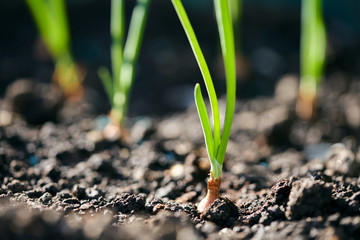 Young onion plants, growing in a vegetable garden outside. Side, front view. - Powered by Adobe