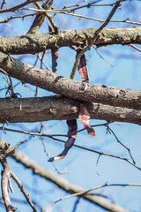 The rest of ripe fruit plants Rogac  Carob