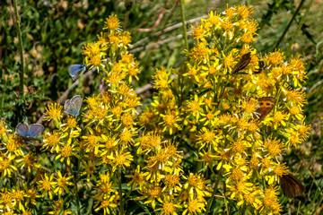 Butterflies on the flower in the canton of Valais southwestern part of Switzerland