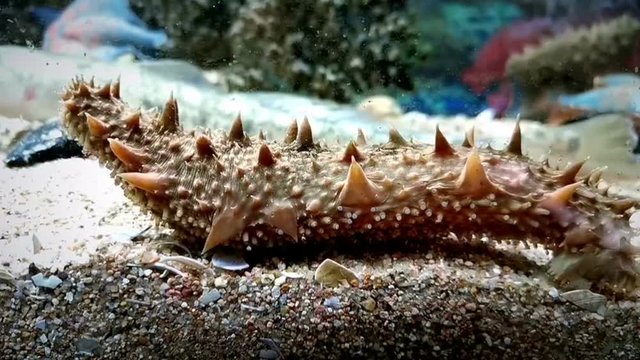 Sea Cucumber
