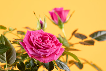 flower of pink roses on orange background