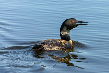 Common Loon