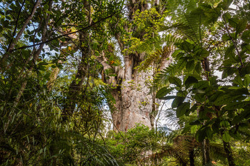 Fototapeta premium Trounson Kauri Park