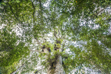 Fototapeta premium Trounson Kauri Park