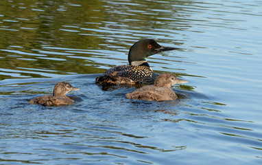 Common Loon family 