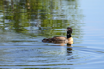 Common Loon