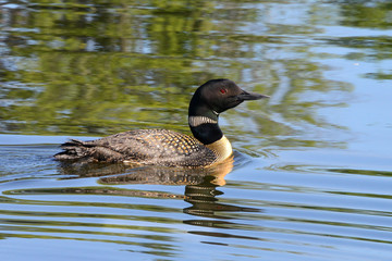 Common Loon