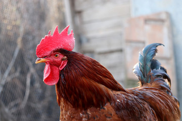 Red rooster on the free range farm, poultry concept. Portrait of the cockerel with colorful tail on wire mesh background	