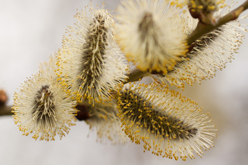 willow branch with soft fluffy flowers © guppys