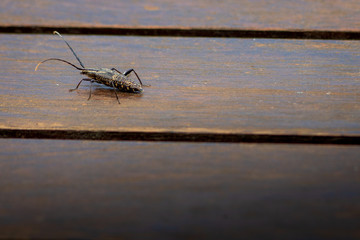 New Zealand Huhu beetle tunga haere