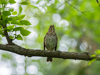 The song thrush (Turdus philomelos) is a thrush that breeds across much of Eurasia. 