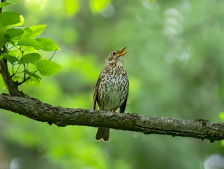 The song thrush (Turdus philomelos) is a thrush that breeds across much of Eurasia. 