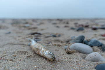 dead fish lies on the beach