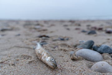 dead fish lies on the beach