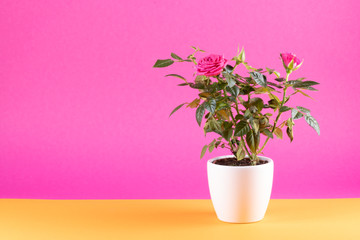 Pink roses in white flowerpot, pink background, copy-space